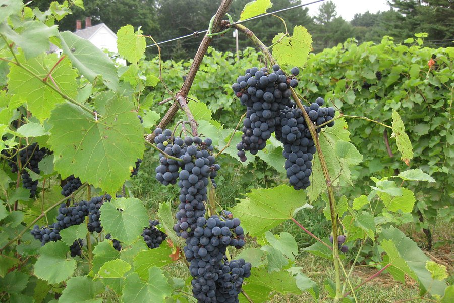 North Branch Vineyards image
