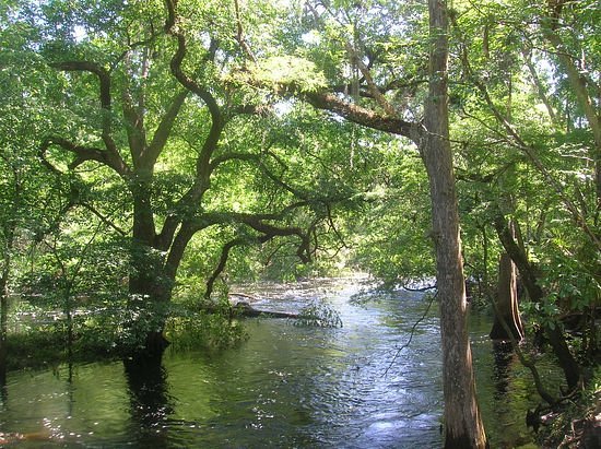 Hillsborough River State Park image
