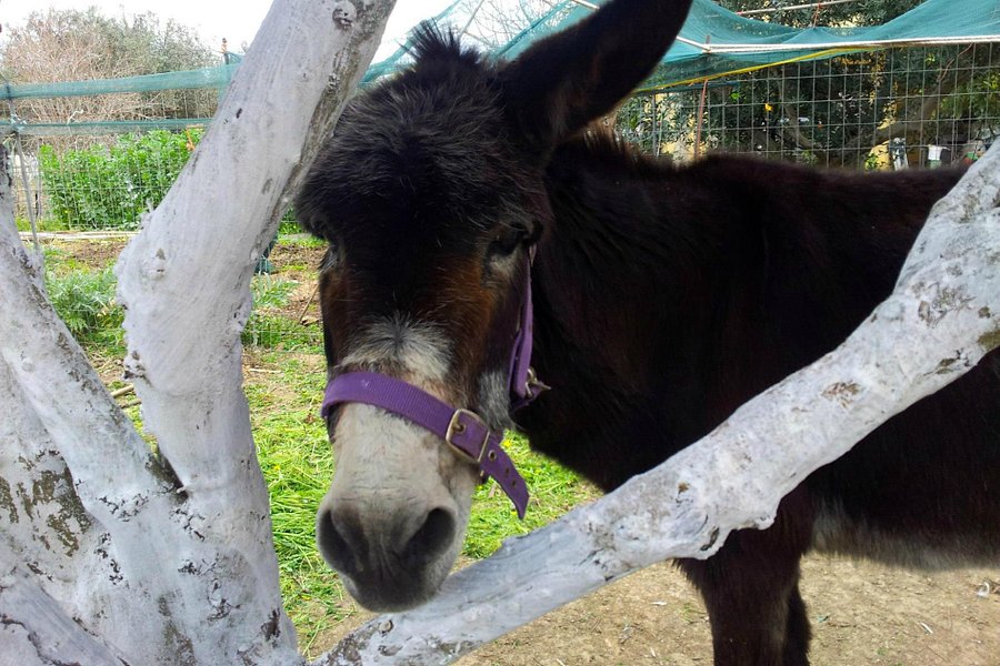Agia Marina Donkey Rescue Sanctuary image