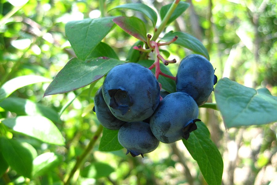 Stateline Blueberries image