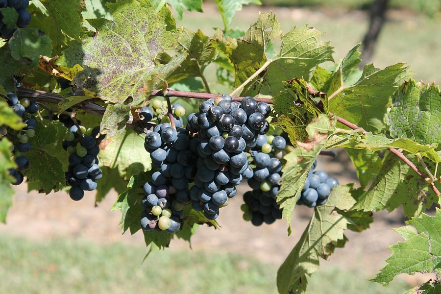 Botham Vineyards & Winery image