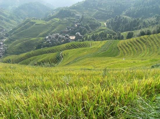 Long Sheng's Dragon Spine Rice Terraces image