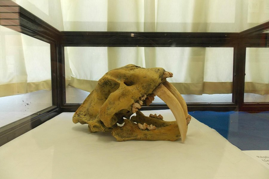 Paleontologia de Marilia Museum image