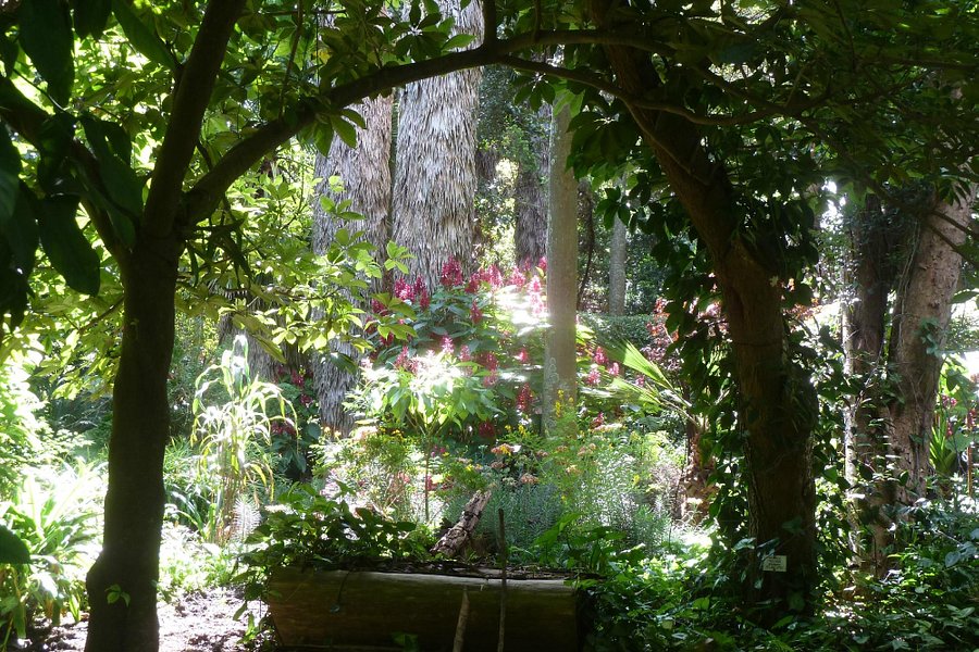 Jardin Botanico image