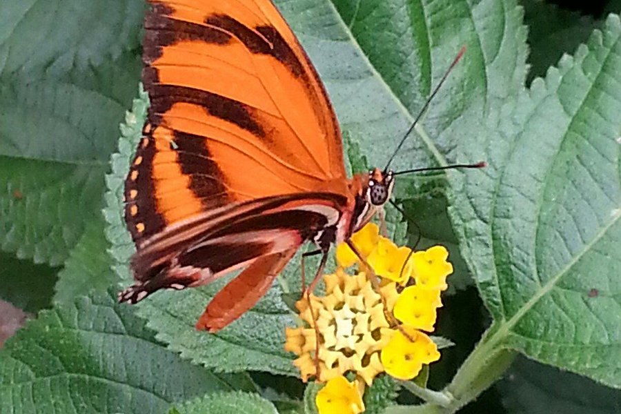 Schmetterlingspark Fehmarn image