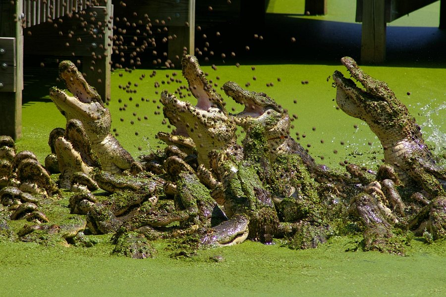 Gators and Friends - Alligator Park & Exotic Zoo image
