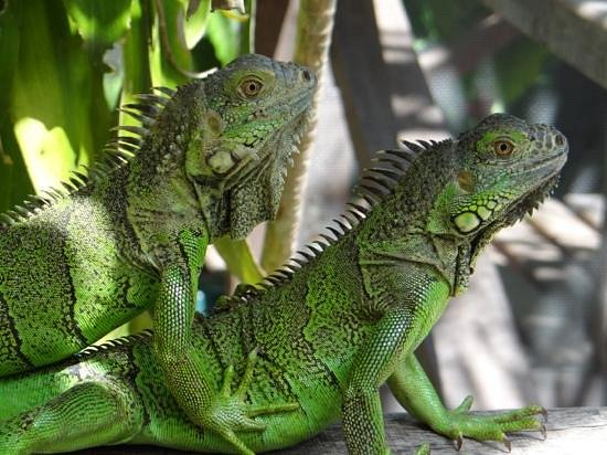 Green Iguana Conservation Project image