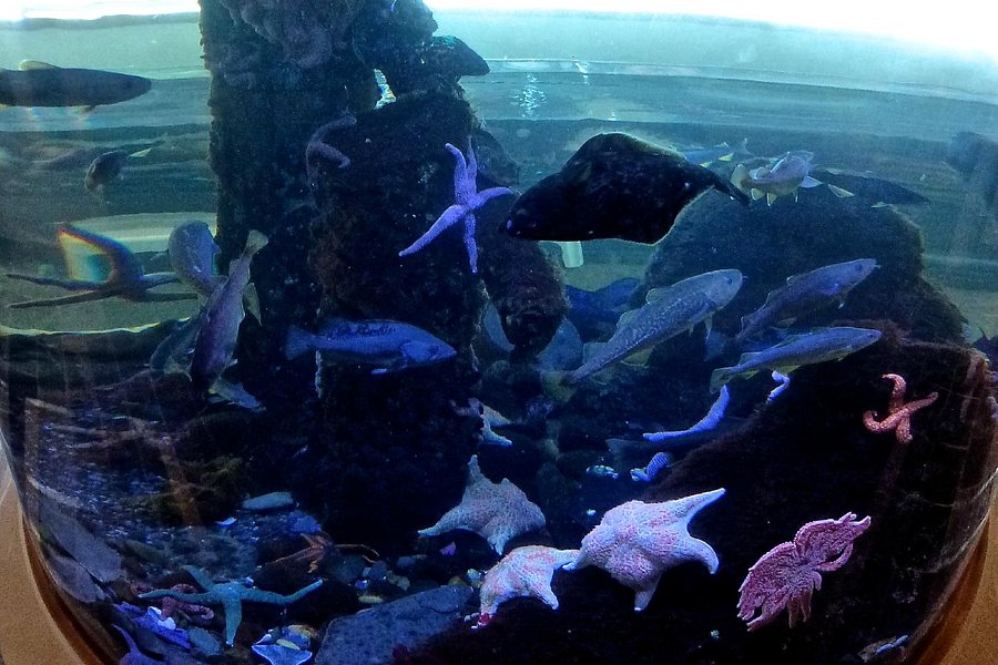 Kodiak Laboratory Aquarium & Touch Tank image