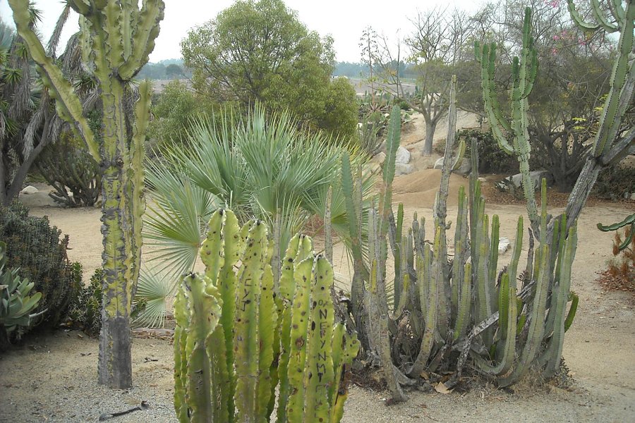 Old Cactus Garden image