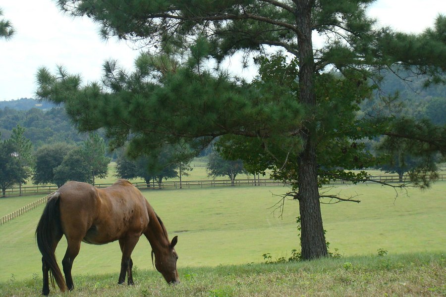 Retirement Home For Horses at Mill Creek Farm image