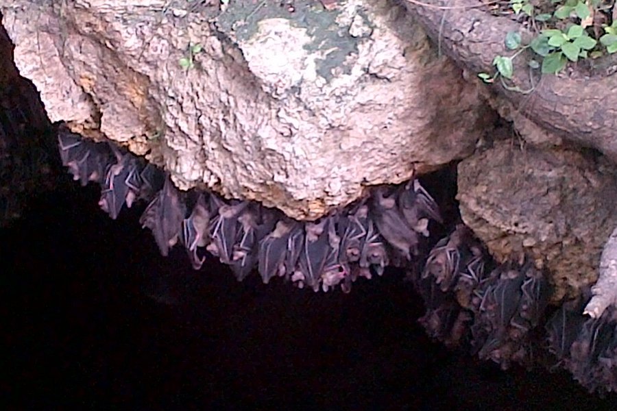 Monfort Bat Sanctuary image