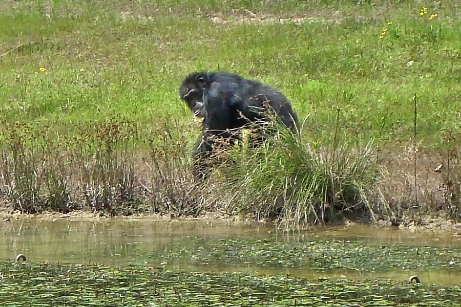 Chimp Haven image
