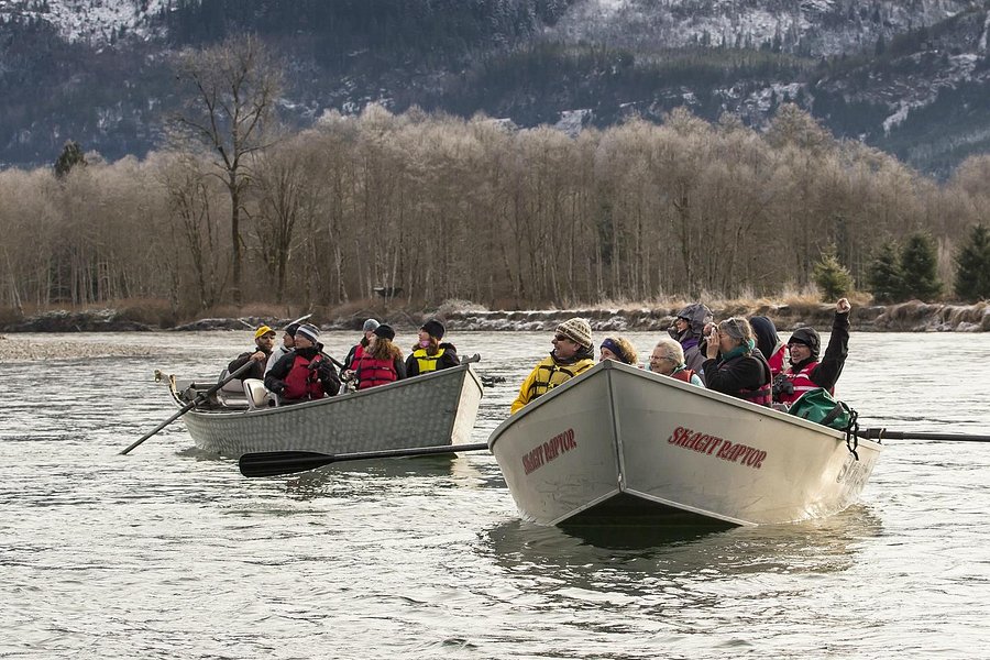 Skagit River Eagle Tours image