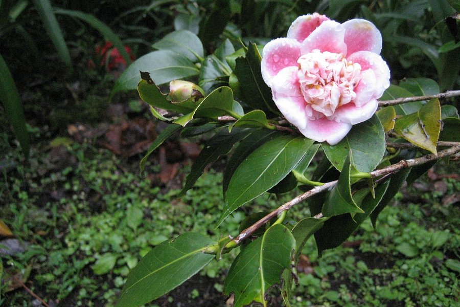 Tan's Camellia Garden image