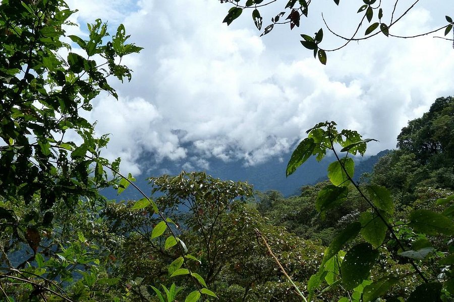 Bellavista Cloud Forest Reserve image