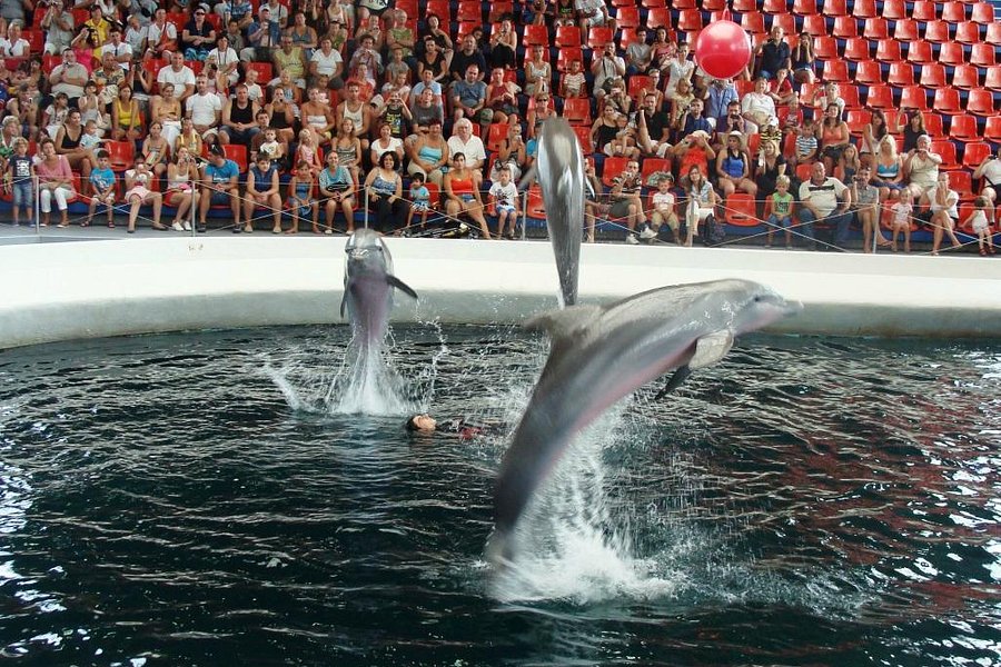 Dolphinarium image