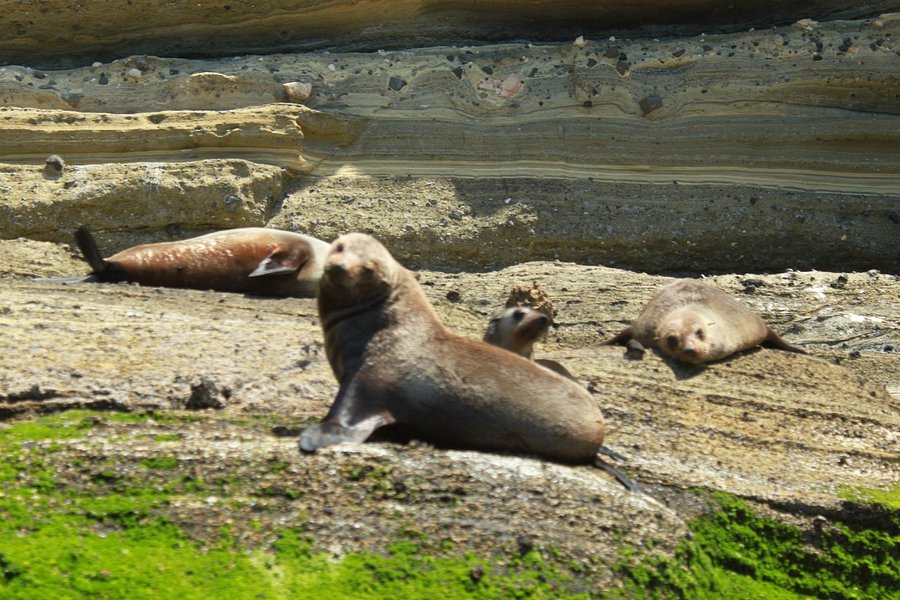 Seals by Sea Tours image