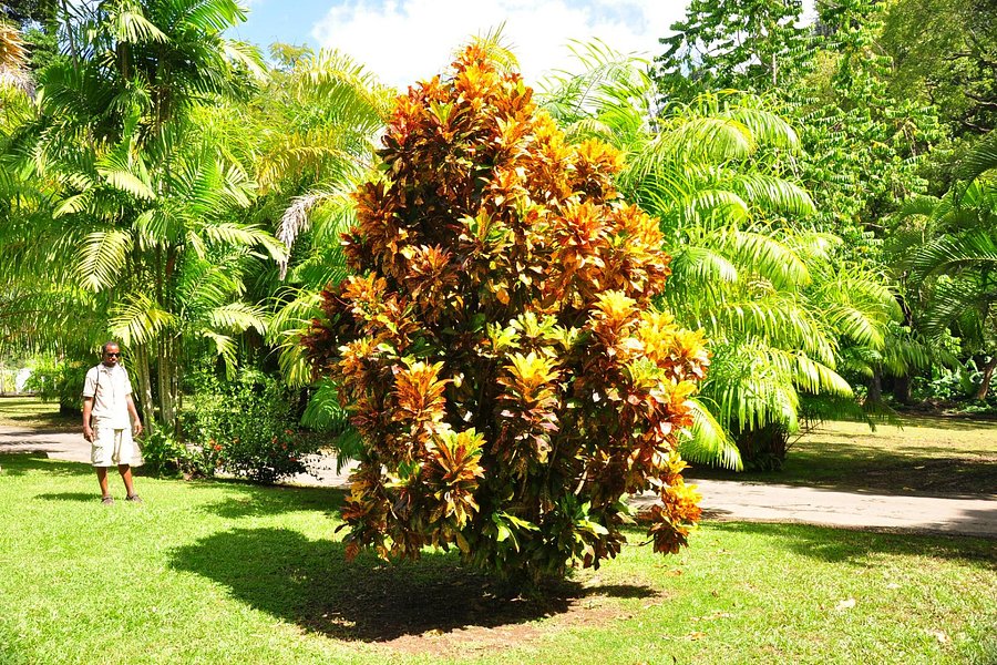 Dominica Botanic Gardens image