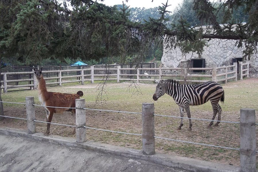 Pyongyang Zoo image
