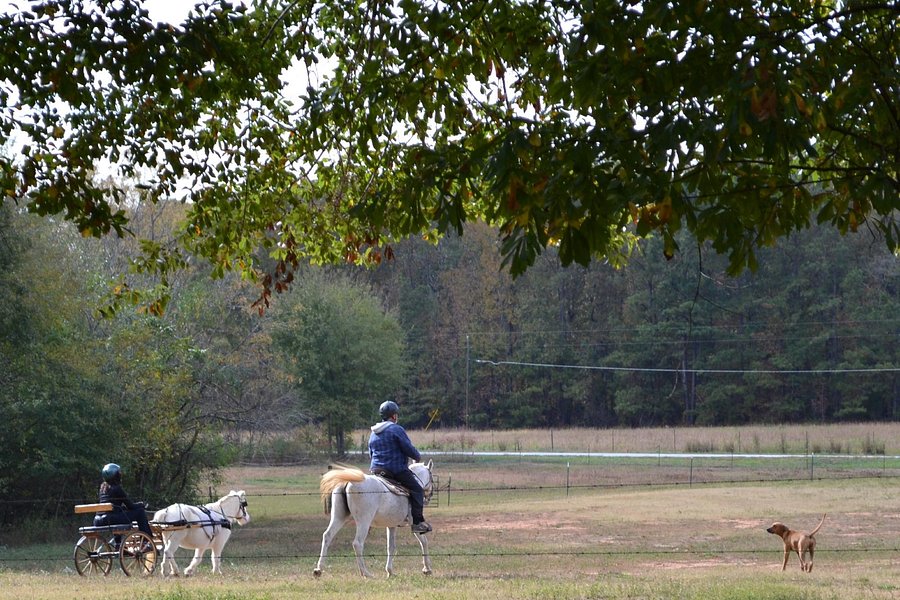 Adopt-A-Horse Horseback Riding image