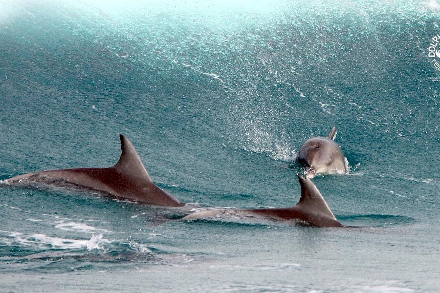 Dolphin Encountours Research Center image