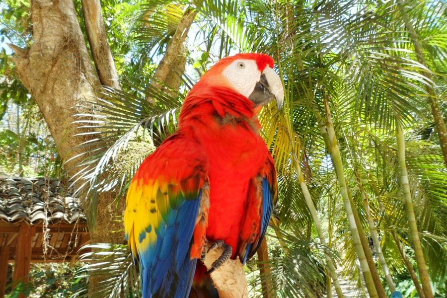 Macaw Mountain Bird Park & Nature Reserve image