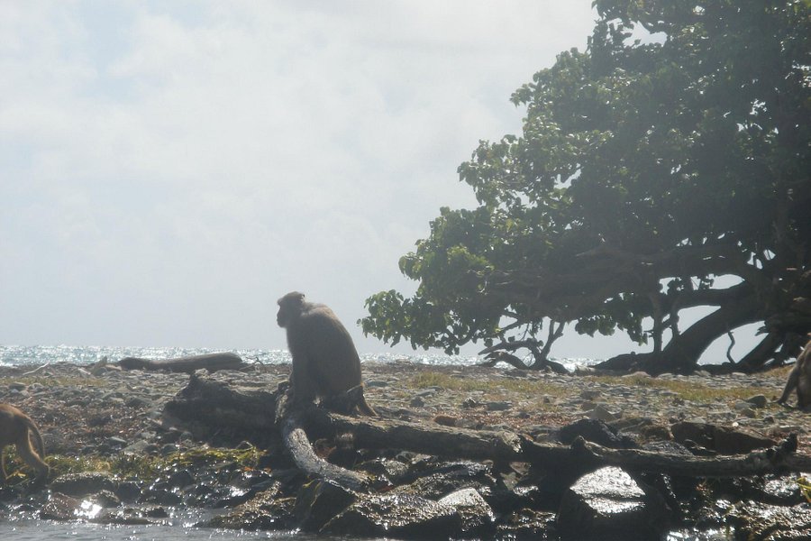 La Paseadora Cruise to Monkey Island image