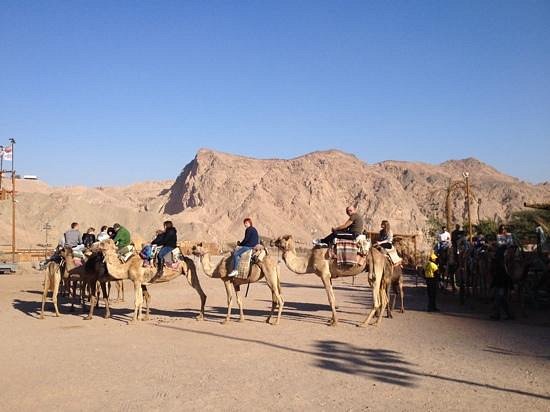 Camel Ranch Eilat image