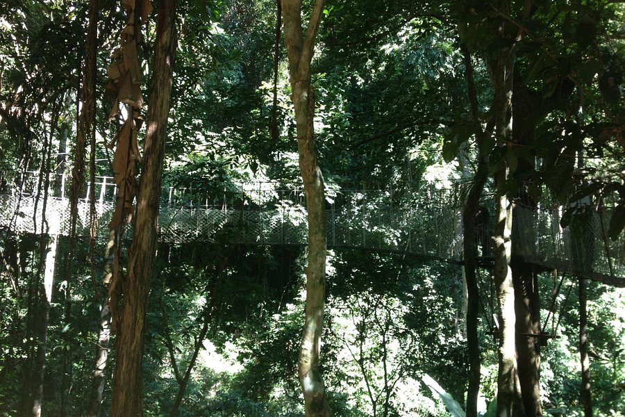 Xishuangbanna Rainforest image