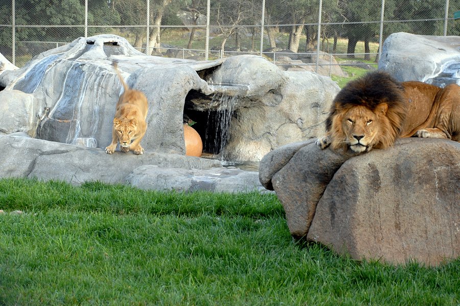 Lions, Tigers & Bears image