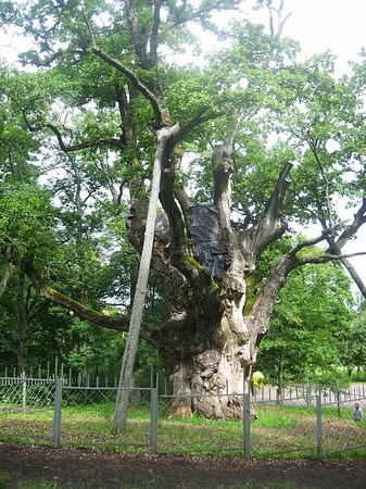 Stelmuze Oak Tree image