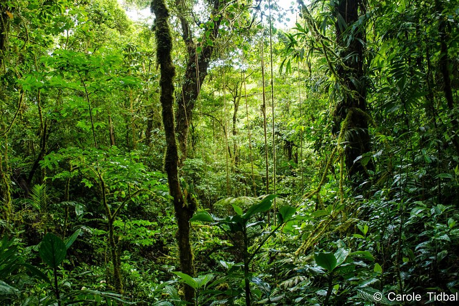 Monteverde Cloud Forest Biological Reserve image