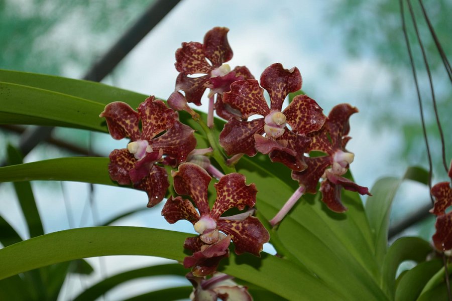 Sarawak Orchid Garden image