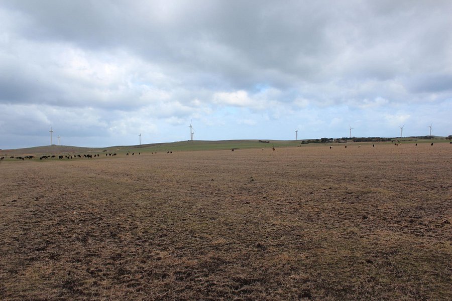 Codrington Wind Farm image