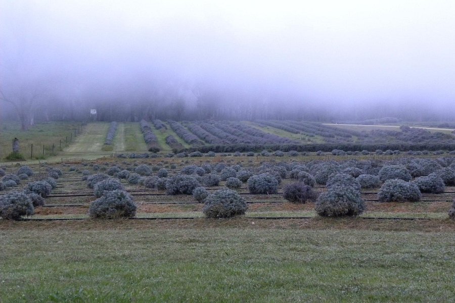 Aloomba Lavender Farm image