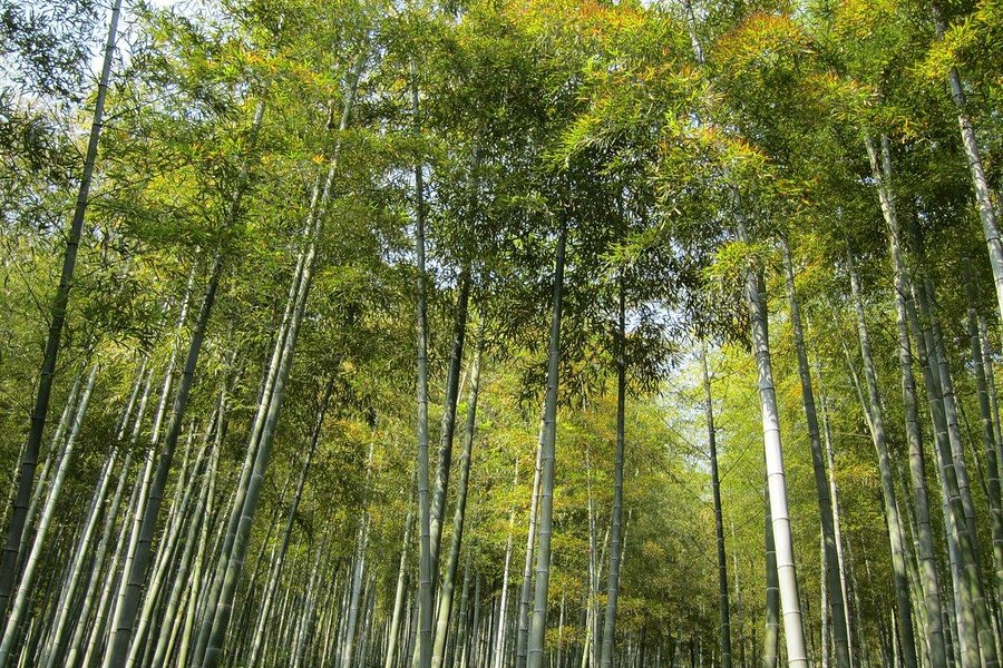 Bamboo Park image