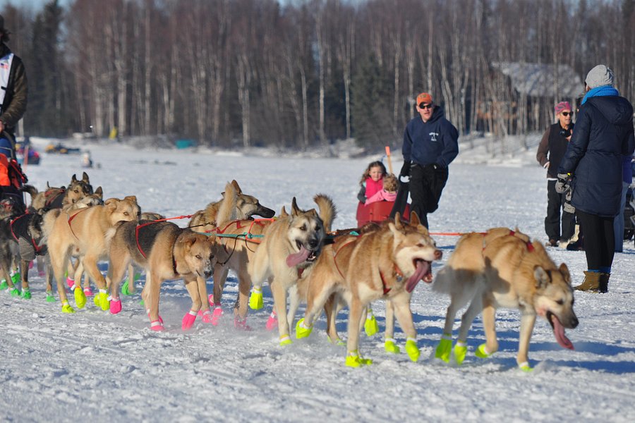 Iditarod Trail Sled Dog Race image