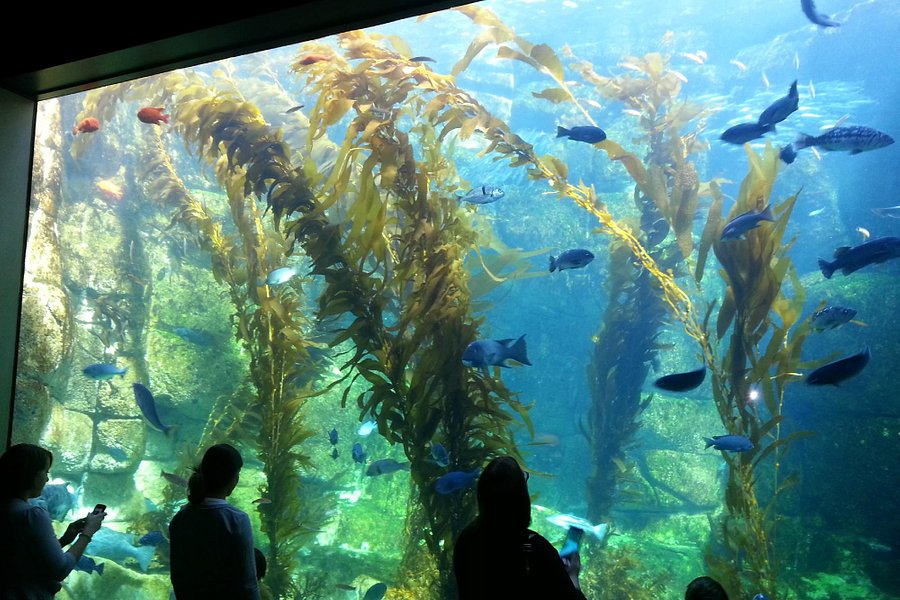 Birch Aquarium at Scripps image