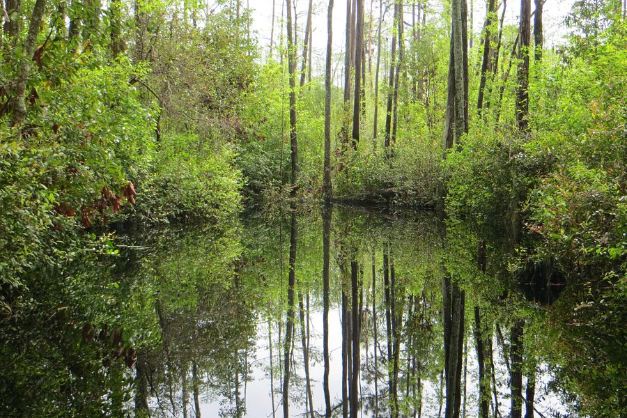 Okefenokee Swamp Park image