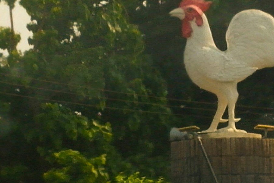 Lampang Rooster image