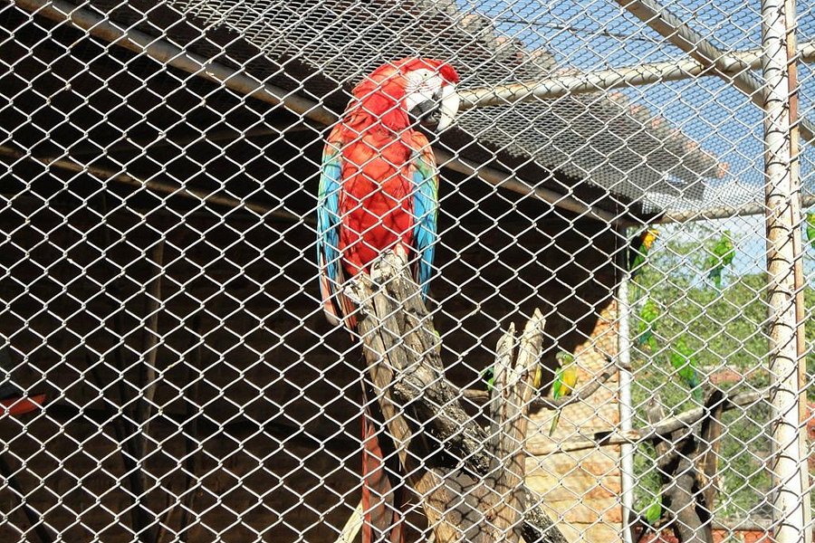 Parque Zoo-botanico da Caatinga image
