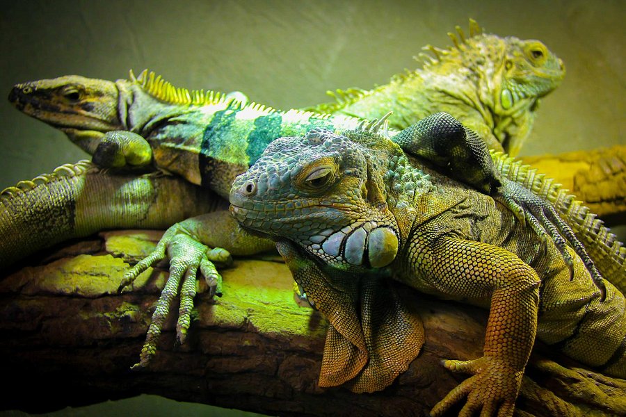 Reptilia Zoo and Education Centre Vaughan image