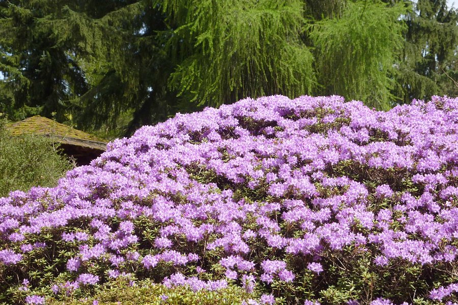 Rhododendron Species Botanical Garden image