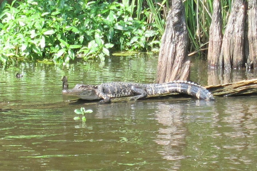 Torres Cajun Swamp Tours image