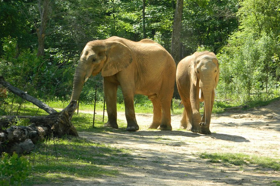 Birmingham Zoo image