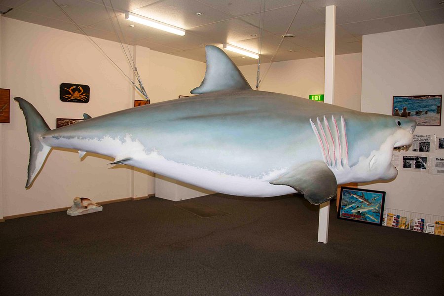 Great White Shark Replica image