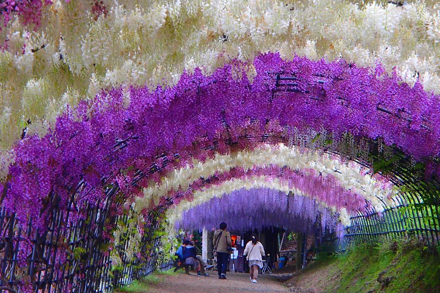 Kitakyushu City Kawachi Fuji Garden Wisterias Blossom image