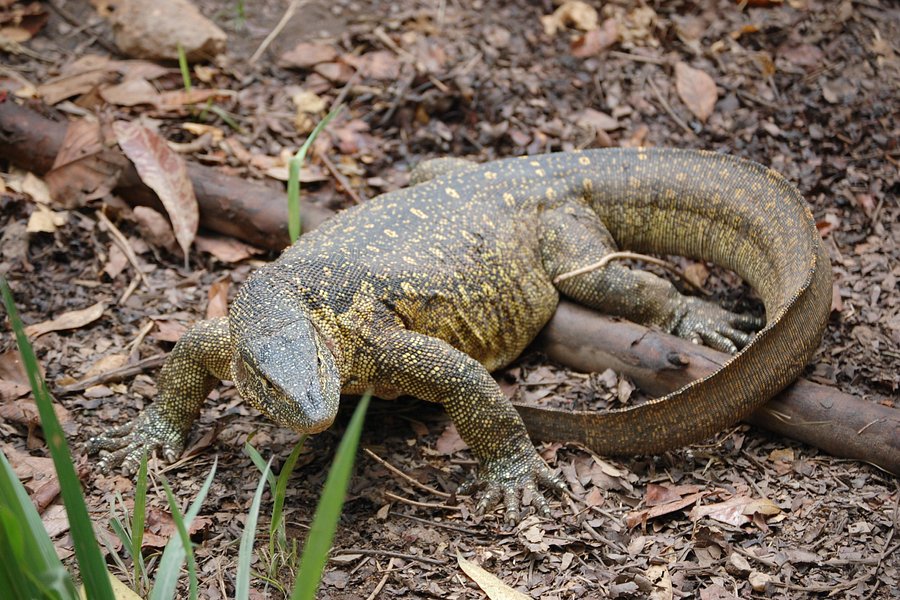 Uganda Reptile Village image