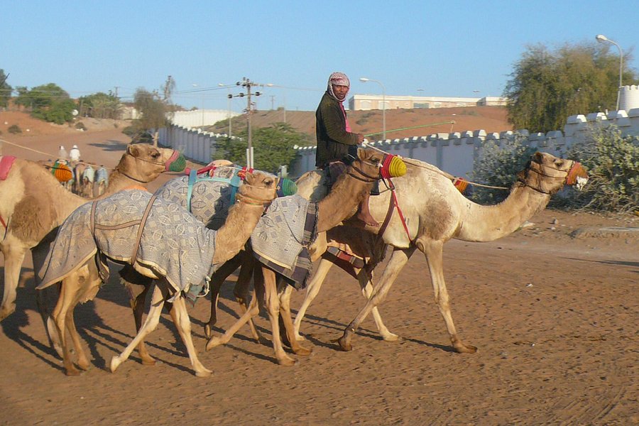 Al Sawan Camel Track image