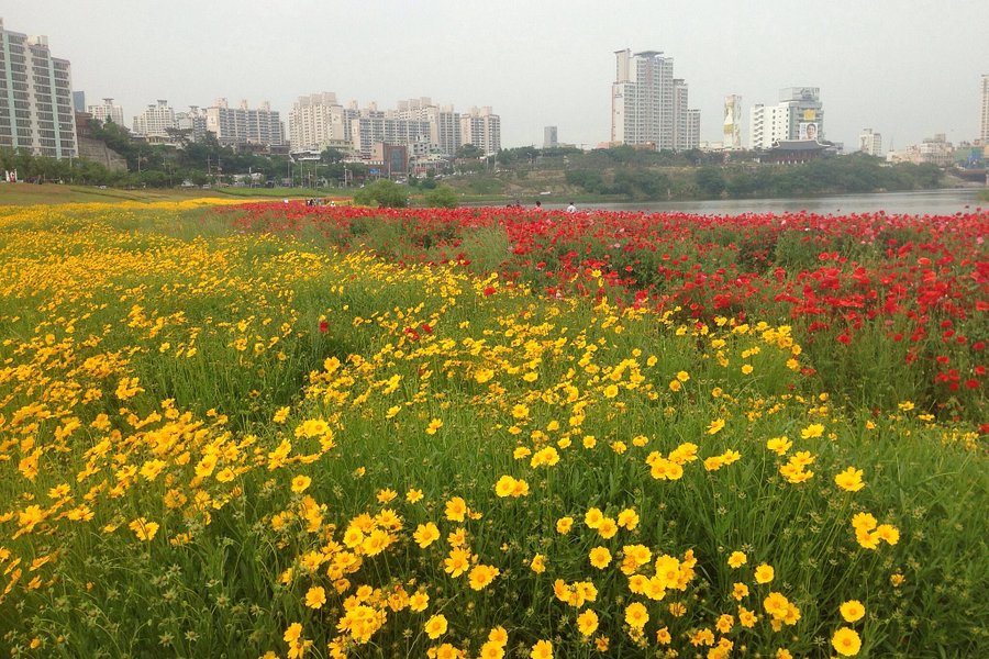 Taehwagang National Garden image